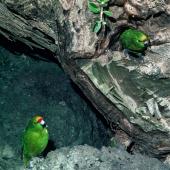 Forbes' parakeet. Adult male (left) calling female off nest (right). Mangere Island, Chatham Islands, November 1982. Image &copy; Department of Conservation (image ref: 10033458) by Dave Crouchley, Department of Conservation Courtesy of Department of Conservation