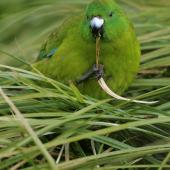 Antipodes Island parakeet. Adult holding grass in foot. Antipodes Island, March 2009. Image &copy; David Boyle by David Boyle