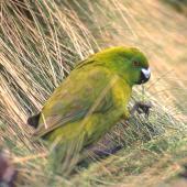 Antipodes Island parakeet. Adult eating grass leaves. Antipodes Island, November 1995. Image &copy; Terry Greene by Terry Greene