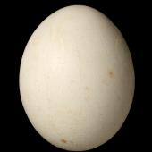 Antipodes Island parakeet. Egg 28.2 x 22.2 mm (NMNZ OR.012293, collected by John Black). Dunedin (captive). Image &copy; Te Papa by Jean-Claude Stahl