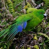 Antipodes Island parakeet. Adult showing wing feathers. Antipodes Island, March 2009. Image &copy; Mark Fraser by Mark Fraser