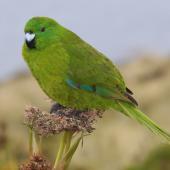 Antipodes Island parakeet. Adult on Anisotome. Antipodes Island, March 2009. Image &copy; Mark Fraser by Mark Fraser