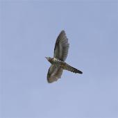Oriental cuckoo. Adult in flight. Cocos & Keeling Islands, November 2014. Image &copy; Jennifer Spry by Jennifer Spry