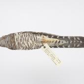 Oriental cuckoo. Adult male. New Zealand study skin. Specimen registration no. OR.026874; image no. MA_I264488. Rocks Highway, Riverton, Southland, January 2001. Image &copy; Te Papa See Te Papa website: http://collections.tepapa.govt.nz/objectdetails.aspx?irn=734968&amp;term=OR.026874