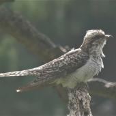 Pallid cuckoo. Adult female. Otakeho, South Taranaki, February 2021. Image &copy; Alan Tennyson by Alan Tennyson