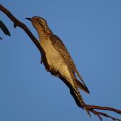 Pallid cuckoo. Adult female (rufous morph) in evening light. Canberra, Australia., October 2017. Image &copy; R.M. by R.M.
