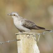Pallid cuckoo. Spring passage migrant. Canberra, August 2016. Image &copy; RM by RM