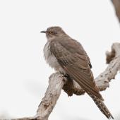 Pallid cuckoo. Adult male. Panboola Reserve, Pambula, New South Wales, September 2017. Image &copy; Glenn Pure 2017 birdlifephotography.org.au by Glenn Pure