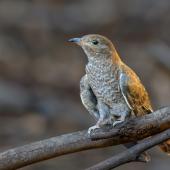 Fan-tailed cuckoo. Juvenile. Kangaroo Island, South Australia, March 2019. Image &copy; Mark Lethlean 2019 birdlifephotography.org.au by Mark Lethlean
