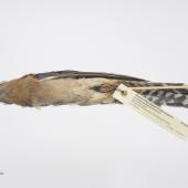 Fan-tailed cuckoo. Road-killed New Zealand specimen. Specimen registration no. OR.029289; image no. MA_I264354. Mountain Rd, Maungaturoto Rd, Northland, October 2010. Image &copy; Te Papa See Te Papa website: http://collections.tepapa.govt.nz/objectdetails.aspx?irn=1224311&amp;term=OR.029289