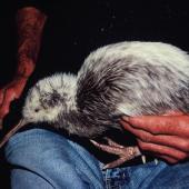 Okarito brown kiwi. Partly white bird in captivity. Hokitika, June 2002. Image &copy; Alan Tennyson by Alan Tennyson