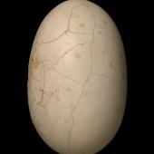 Rowi | Okarito brown kiwi. Egg 126.0 x 79.3 mm (NMNZ OR.006710, collector unknown). Okarito. Image &copy; Te Papa by Jean-Claude Stahl
