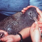 Okarito brown kiwi. Adult in the hand. Okarito, June 2002. Image &copy; Alan Tennyson by Alan Tennyson