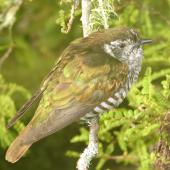 Shining cuckoo | Pīpīwharauroa. Adult showing iridescent feathers. Lower Hutt, November 2009. Image &copy; John Flux by John Flux