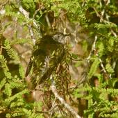 Shining cuckoo | Pīpīwharauroa. Adult showing camouflage in kowhai tree. Lower Hutt, November 2009. Image &copy; John Flux by John Flux