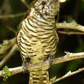 Shining cuckoo. Ventral view of adult. Wanganui, November 2010. Image &copy; Ormond Torr by Ormond Torr