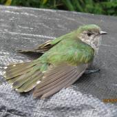 Shining cuckoo. Juvenile recovering after hitting window. Whitianga, February 2014. Image &copy; Len Salt by Len Salt