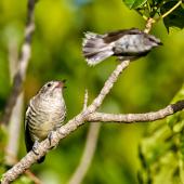 Shining cuckoo. Part of sequence grey warbler feeding cuckoo chick . Sandy Bay, Whangarei, January 2014. Image &copy; Malcolm Pullman by Malcolm Pullman Malcolm Pullman aqualine@igrin.co.nz
