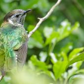 Shining cuckoo. Adult near a grey warbler nest (another cuckoo was also present). Manawatu, October 2017. Image &copy; Imogen Warren by Imogen Warren