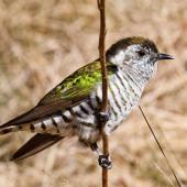 Shining cuckoo. Adult. Haast Pass, October 2013. Image &copy; Nathan Hill by Nathan Hill