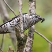 Shining cuckoo | Pīpīwharauroa. Adult with red admiral caterpillar. Monro Beach, South Westland, November 2022. Image &copy; Gerry McSweeney by Gerry McSweeney