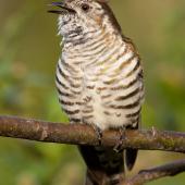 Shining cuckoo | Pīpīwharauroa. Adult calling from tree branch. Logan Park High School, Dunedin, October 2014. Image &copy; Paul Sorrell by Paul Sorrell