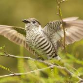 Shining cuckoo. Adult displaying (one of three birds calling and displaying). Orokonui Ecosanctuary, Dunedin, November 2021. Image &copy; Paul Sorrell by Paul Sorrell