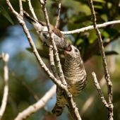 Shining cuckoo | Pīpīwharauroa. Fledgling being fed by grey warbler . Sandy Bay, Whangarei, November 2010. Image &copy; Malcolm Pullman by Malcolm Pullman Pullmanpix.kiwi.nz