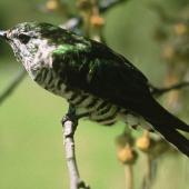 Shining cuckoo. Adult. Ngongotaha, Rotorua. Image &copy; Department of Conservation (image ref: 10029519) by John Kendrick, Department of Conservation Courtesy of Department of Conservation