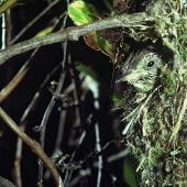 Shining cuckoo. Chick in Chatham Island warbler nest. Rangatira Island, Chatham Islands, January 1982. Image &copy; Department of Conservation (image ref: 10031231) by Dave Crouchley, Department of Conservation Courtesy of Department of Conservation