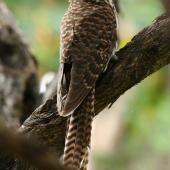 Long-tailed cuckoo. Adult. Kapiti Island, February 2009. Image &copy; Duncan Watson by Duncan Watson