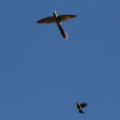Long-tailed cuckoo. Adult in flight, being chased by bellbird. Blowhard Bush, Hawke's Bay, January 2015. Image &copy; Adam Clarke by Adam Clarke