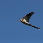 Long-tailed cuckoo | Koekoeā. Adult calling in flight. Blowhard Bush, Hawke's Bay, January 2015. Image &copy; Adam Clarke by Adam Clarke