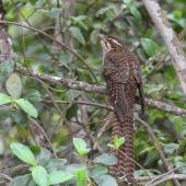 Long-tailed cuckoo | Koekoeā. Adult perched, viewed from rear. Blowhard Bush, Hawke's Bay, November 2014. Image &copy; Adam Clarke by Adam Clarke