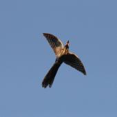 Long-tailed cuckoo | Koekoeā. Adult calling in flight. Blowhard Bush, Hawke's Bay, December 2014. Image &copy; Adam Clarke by Adam Clarke