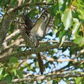 Long-tailed cuckoo. Adult alarm calling. Waitahinga Trails, Whanganui, January 2020. Image &copy; Duncan Watson by Duncan Watson