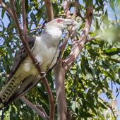 Channel-billed cuckoo. Adult. Killara, Sydney, New South Wales, December 2014. Image &copy; Grace Bryant 2014 birdlifephotography.org.au by Grace Bryant
