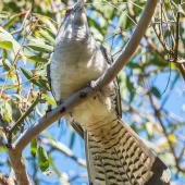 Channel-billed cuckoo. Adult. Sydney,  New South Wales,  Australia, September 2014. Image &copy; Christopher Nixon 2016 birdlifephotography.org.au by Christopher Nixon