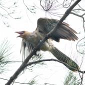 Channel-billed cuckoo. Juvenile. Bicentennial Park, Sydney, New South Wales, February 2019. Image &copy; Paul Thorogood 2019 birdlifephotography.org.au by Paul Thorogood