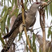 Channel-billed cuckoo. Adult. Granite Gorge, Queensland, December 2016. Image &copy; Imogen Warren by Imogen Warren