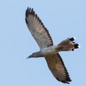 Channel-billed cuckoo. Adult in flight. Killara, Sydney, New South Wales, December 2014. Image &copy; Grace Bryant 2014 birdlifephotography.org.au by Grace Bryant