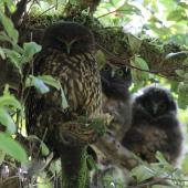 Morepork. Adult (left) roosting with two large chicks. Blowhard Bush, Hawke's Bay, December 2014. Image &copy; Adam Clarke by Adam Clarke
