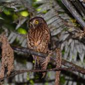 Morepork. Adult perched in treefern. Mayor Island, December 2007. Image &copy; Peter Reese by Peter Reese