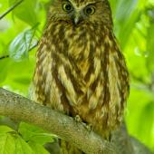 Ruru | Morepork. Adult on tree during the day. Hope,  Nelson, April 2017. Image &copy; Rebecca Bowater by Rebecca Bowater FPSNZ AFIAP www.floraandfauna.co.nz
