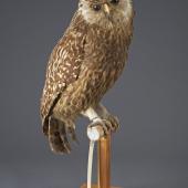 Laughing owl. Mounted specimen, obtained by exchange, 1963. Specimen registration no. OR.010143; image no. MA_I156599. possibly Stewart Island. Image &copy; Te Papa See Te Papa website: http://collections.tepapa.govt.nz/objectdetails.aspx?irn=630299&amp;term=OR.010143