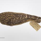 Laughing owl. Study skin. Specimen registration no. OR.001778; image no. MA_I264477. Wilmot Pass. Image &copy; Te Papa See Te Papa website: http://collections.tepapa.govt.nz/objectdetails.aspx?irn=630296&amp;term=OR.001778