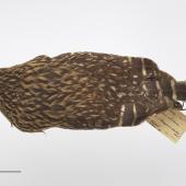 Laughing owl. Study skin. Specimen registration no. OR.001778; image no. MA_I264478. Wilmot Pass. Image &copy; Te Papa See Te Papa website: http://collections.tepapa.govt.nz/objectdetails.aspx?irn=630296&amp;term=OR.001778