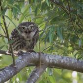 Little owl | Ruru nohinohi. Adult near its nest site. Coopers Creek, Oxford, North Canterbury, January 2015. Image &copy; Victoria Caseley by Victoria Caseley Courtesy of Victoria Caseley victoria.caseley@gmail.com