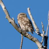 Little owl | Ruru nohinohi. Adult near its nest site. Coopers Creek, Oxford, North Canterbury, January 2015. Image &copy; Victoria Caseley by Victoria Caseley Courtesy of Victoria Caseley victoria.caseley@gmail.com
