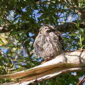 Little owl. Adult sleeping. Coopers Creek, Oxford, North Canterbury, January 2015. Image &copy; Victoria Caseley by Victoria Caseley Courtesy of Victoria Caseley victoria.caseley@gmail.com